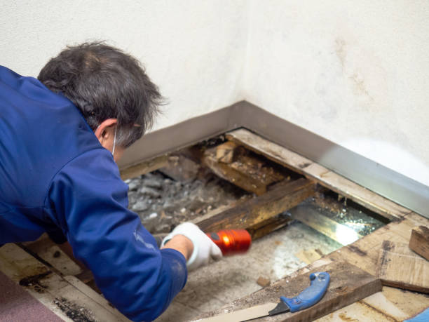 Best Affordable Mold Removal  in Edgerton, MN