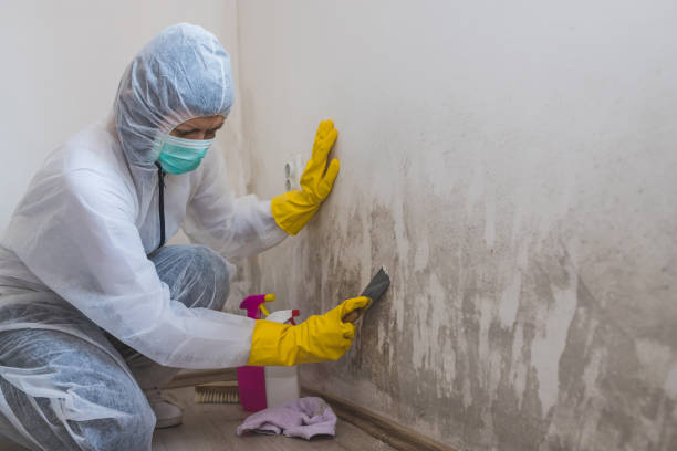 Best Emergency Mold Removal  in Edgerton, MN