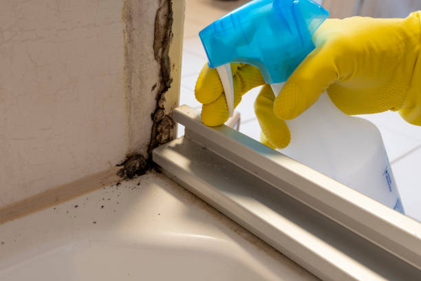 Best Crawl Space Mold Removal  in Edgerton, MN