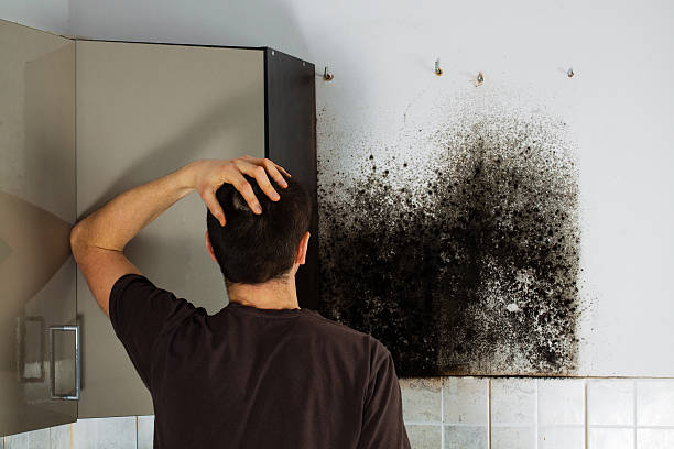 Best Toxic Mold Removal  in Edgerton, MN
