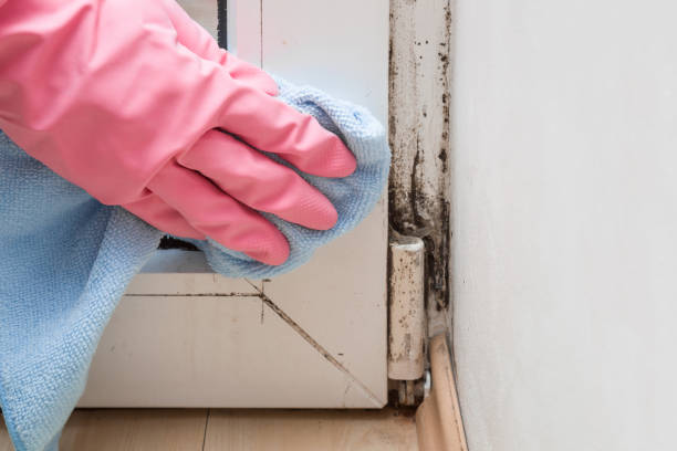 Best Mold Testing  in Edgerton, MN