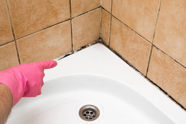 Best Mold Damage Repair  in Edgerton, MN